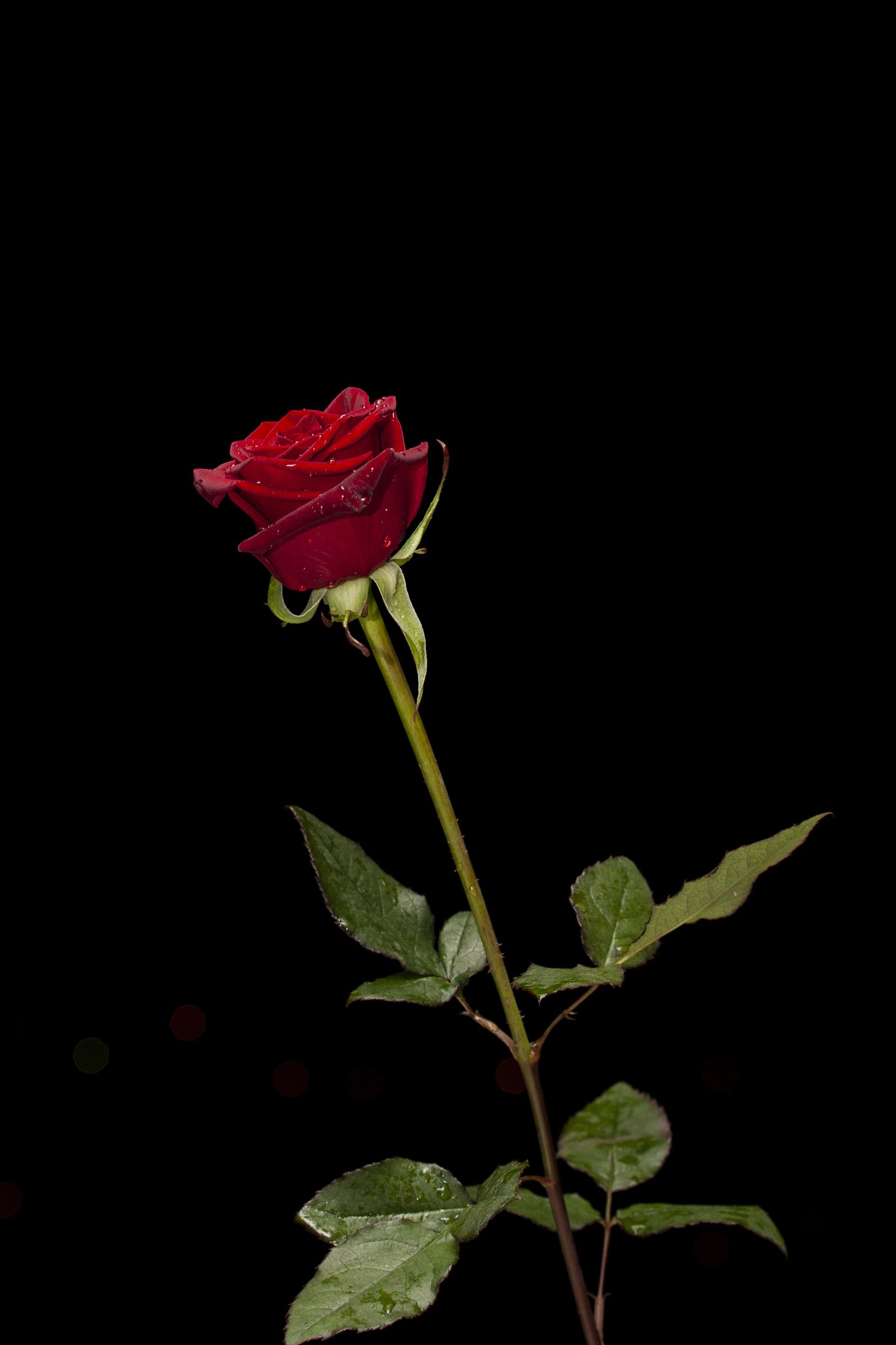 تصویری از مهسا بهمنی