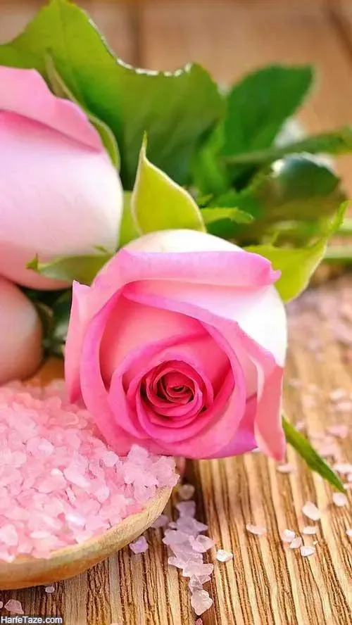مرحومه حاجیه خانم حدیقه افشاری