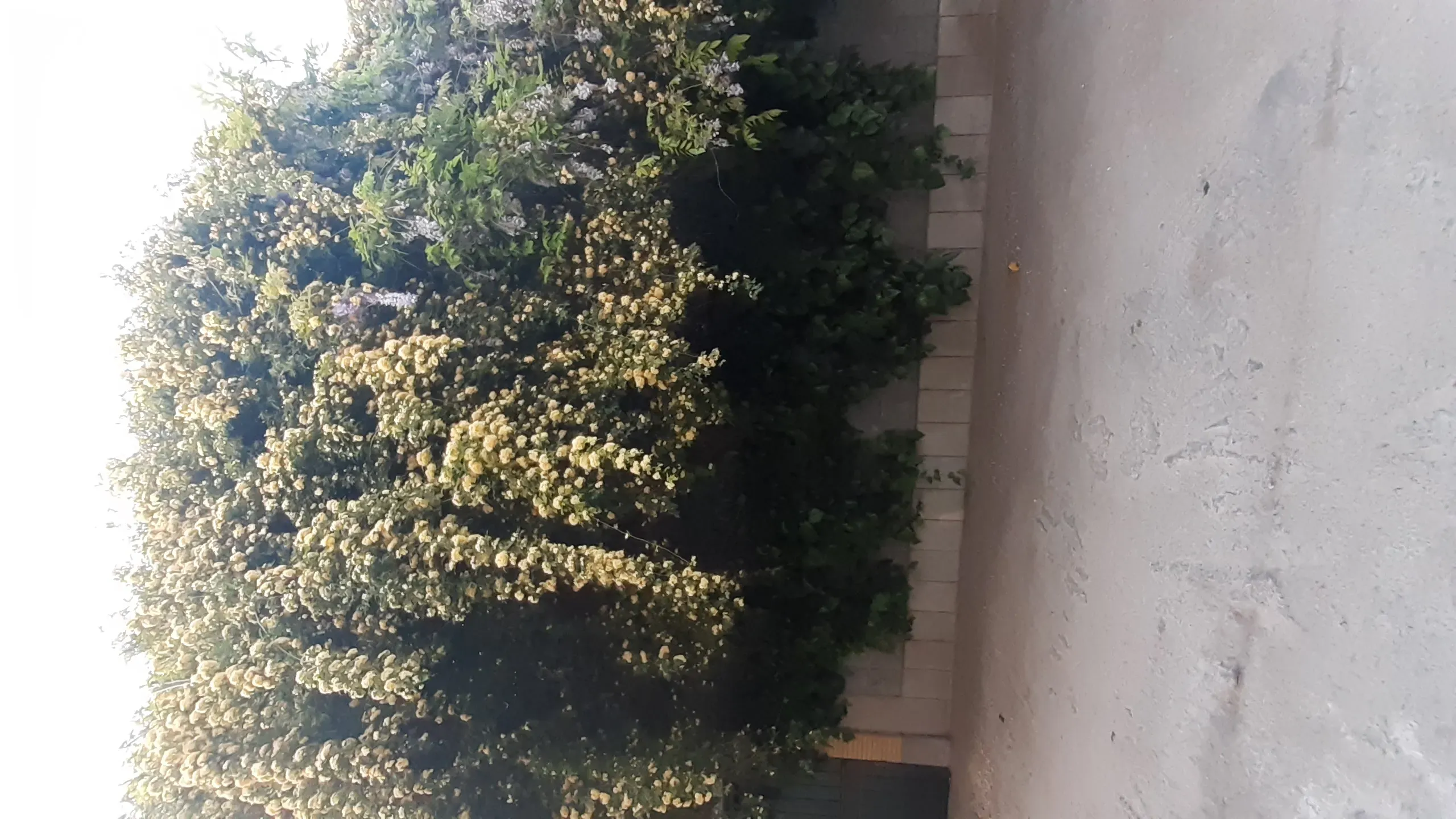شادروان مهندس  عبدالجواد زعفرانی