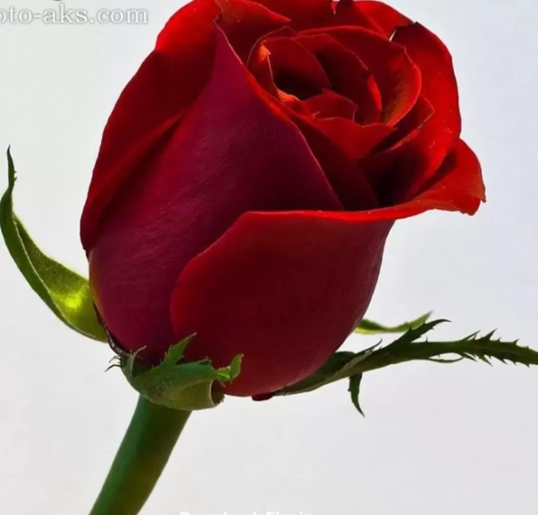 شادروان کربلایی مجتبی جان بزرگی