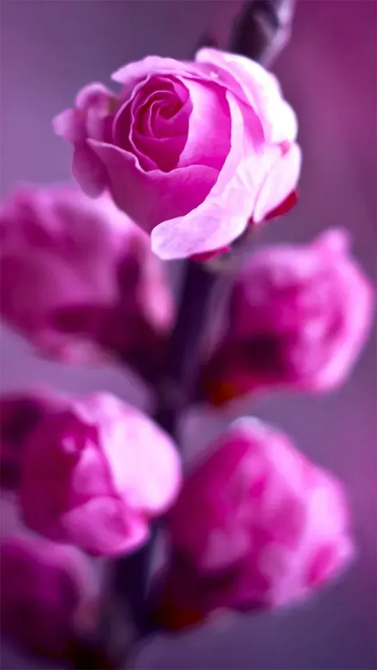 مرحومه خدیجه دینی