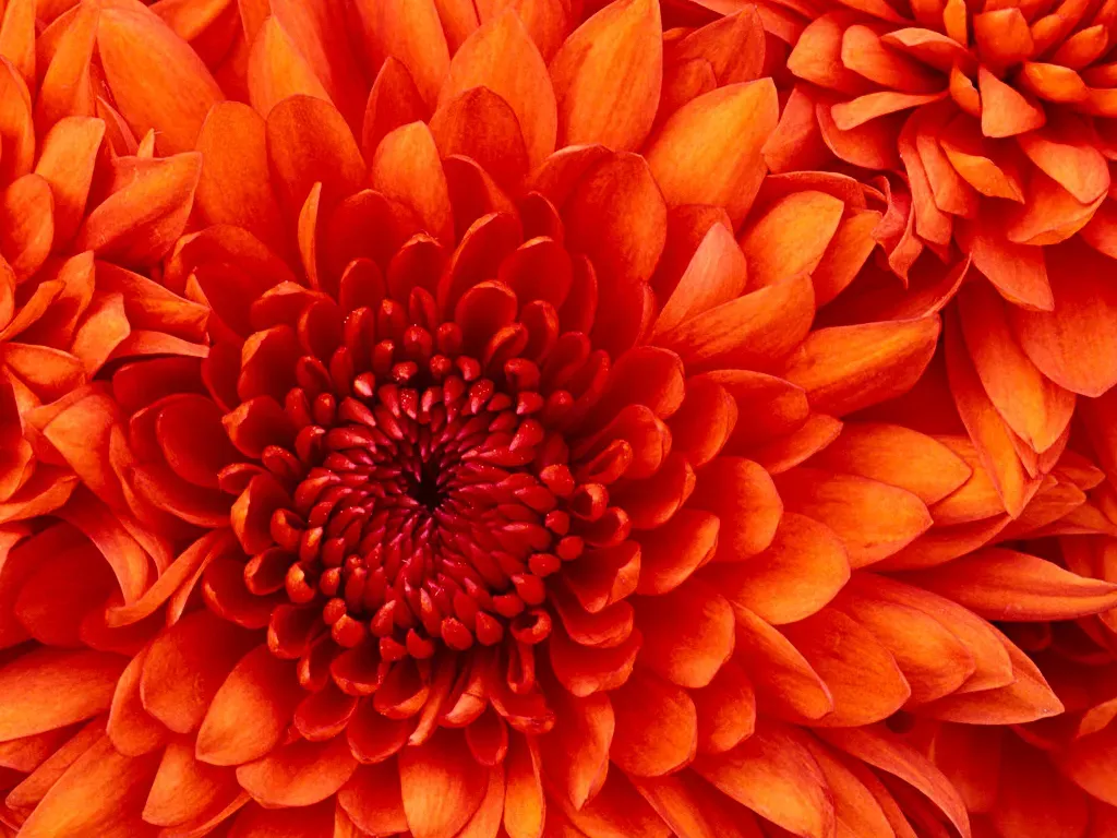 شادروان مهدی عباسی