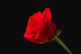 مرحومه حاجیه خانم اعظم روحی
