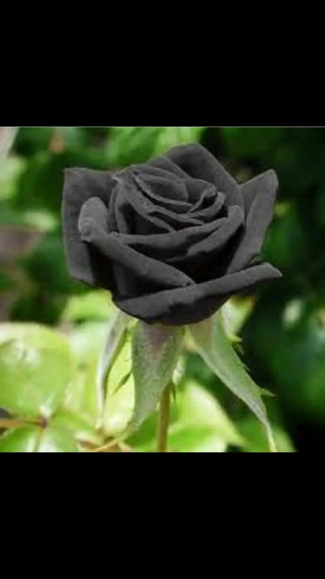 مرحومه نصرت جنامی
