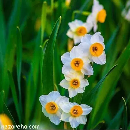 مرحومه همه گل هدایتی