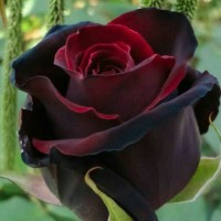 مرحومه حوریه منعم