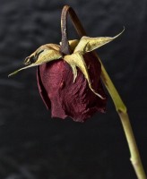شادروان رضا عطار