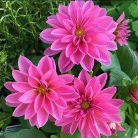 مرحومه معصومه اسکندری زاد