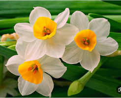مرحومه زهرا خوش نژاد رضایی